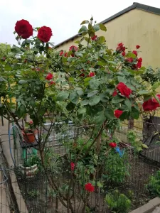 Casă 4 camere București - poza 4