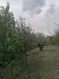 Ag EUROPA vinde casa 6 cam teren 11 ari în zona 14 Mai. - Satu Mare