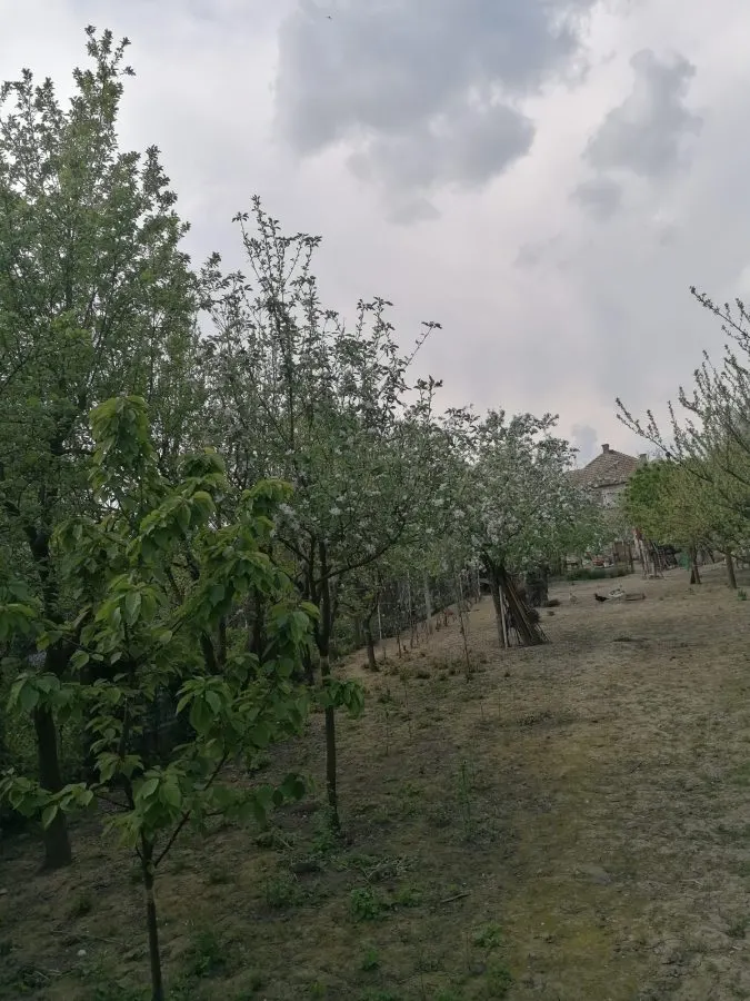 Casă 6 camere Satu Mare - poza 1