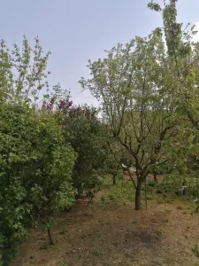 Casă 6 camere Satu Mare - poza 2
