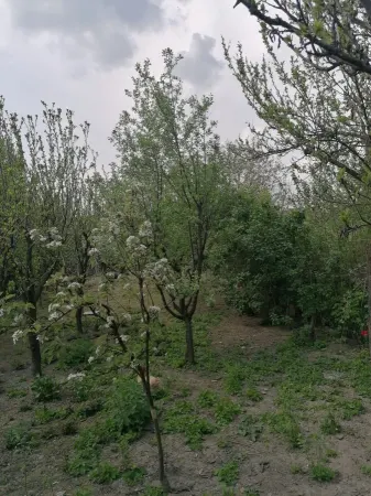 Casă 6 camere Satu Mare - poza 3