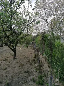 Casă 6 camere Satu Mare - poza 5