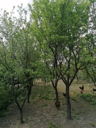 Casă 6 camere Satu Mare - poza 8