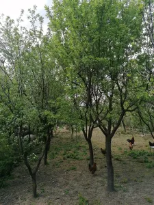 Casă 6 camere Satu Mare - poza 8