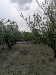 Casă 6 camere Satu Mare - poza 9