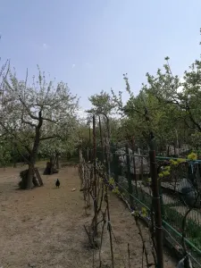 Casă 6 camere Satu Mare - poza 10