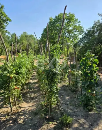 Casă 4 camere Barla - poza 9