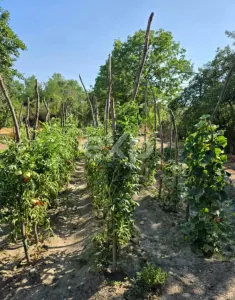 Casă 4 camere Barla - poza 9