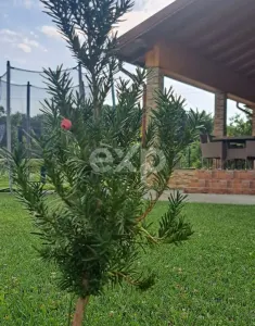 Casă 4 camere Cuca - poza 2